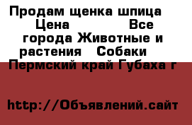 Продам щенка шпица.  › Цена ­ 15 000 - Все города Животные и растения » Собаки   . Пермский край,Губаха г.